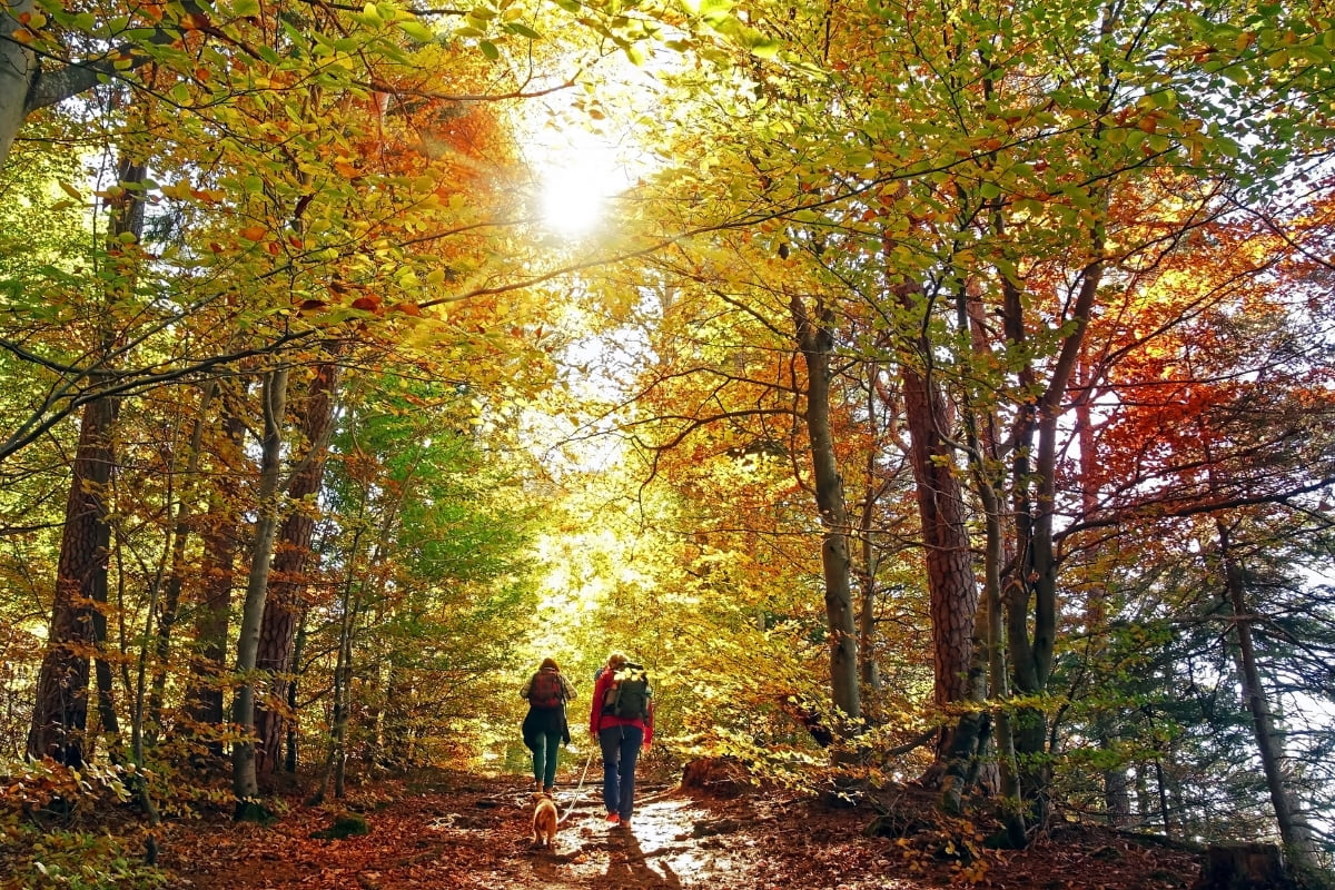 Two people and a dog walking through a sunlit autumn forest, enjoying the benefits of nature.