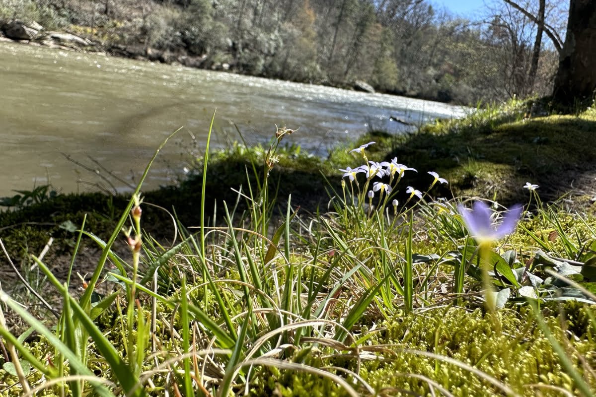 Riverside meadow with early spring flowers in bloom, showcasing the healing power of Mother Nature.