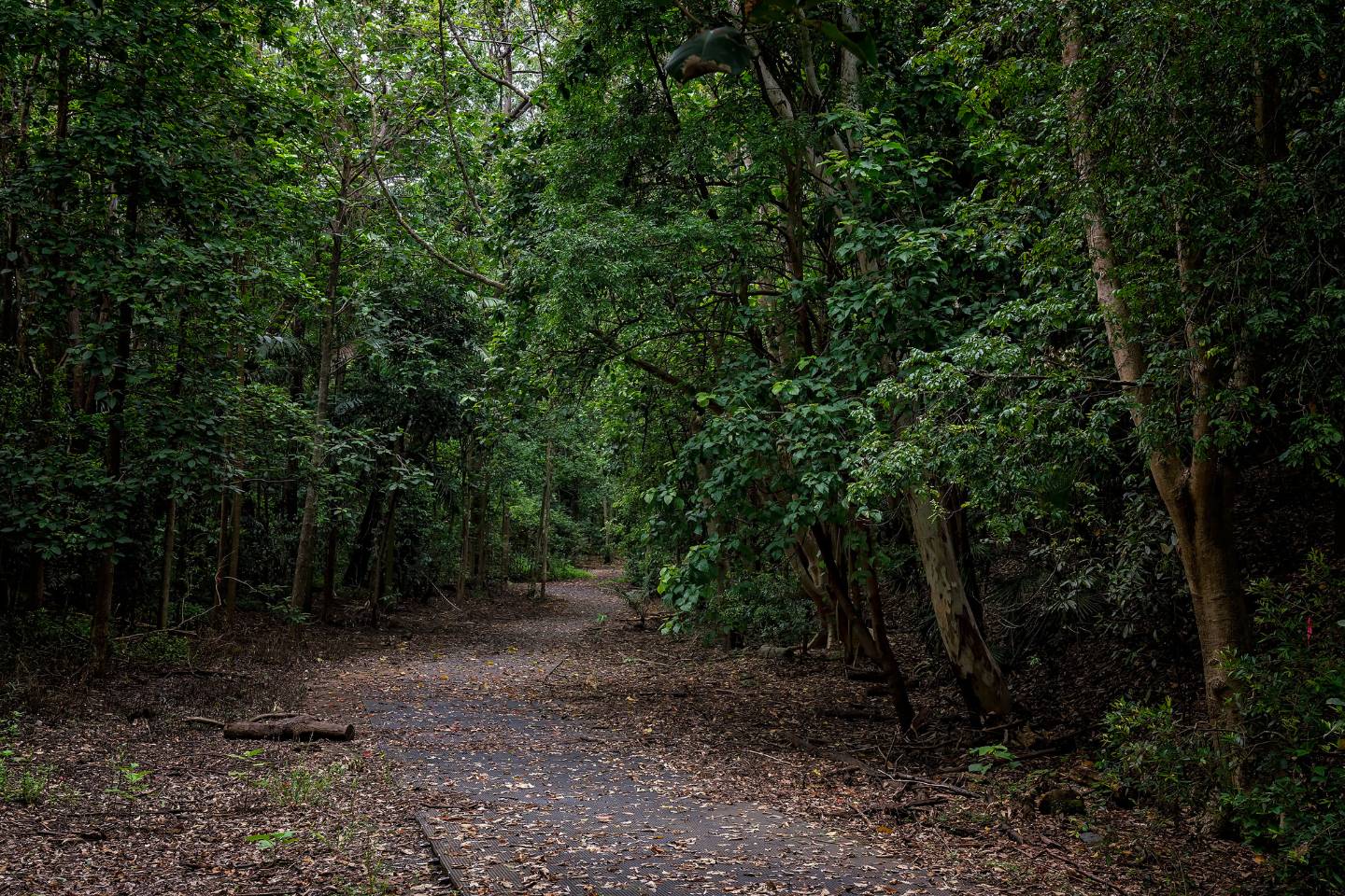 Dirt path winding through a dense, green forest with lush undergrowth and tall trees, offering serene experiences.