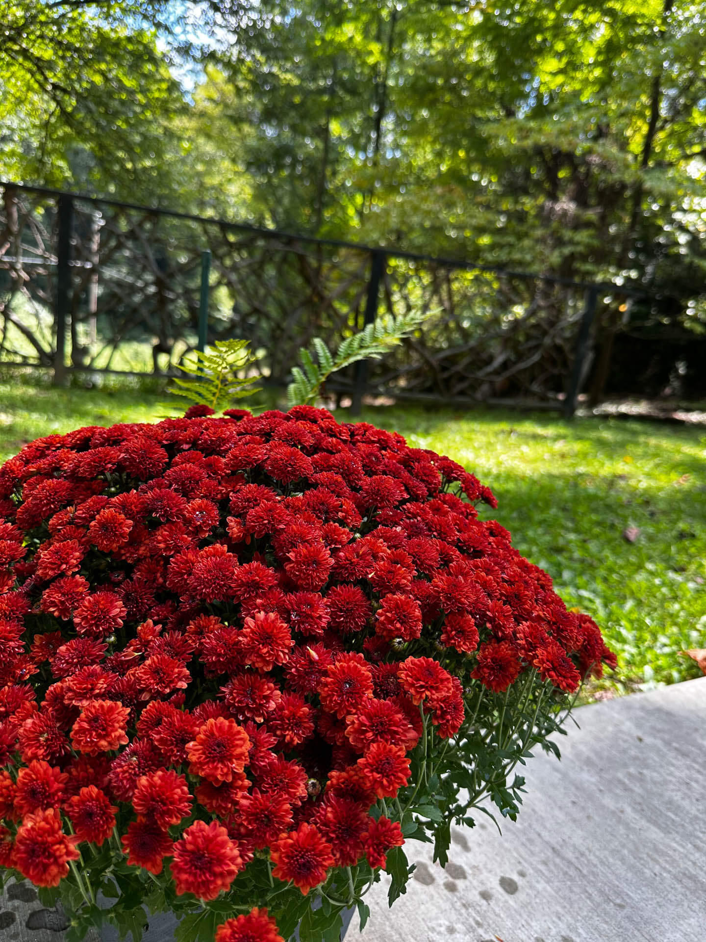 Vibrant red chrysanthemums in focus, with a blurred background of a sunlit lawn and green trees behind a metal fence.