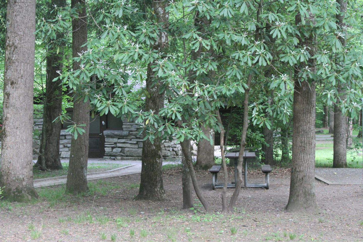 A rustic stone cabin partially hidden by lush, green trees in a forest setting, near local attractions, with a picnic table in the foreground.