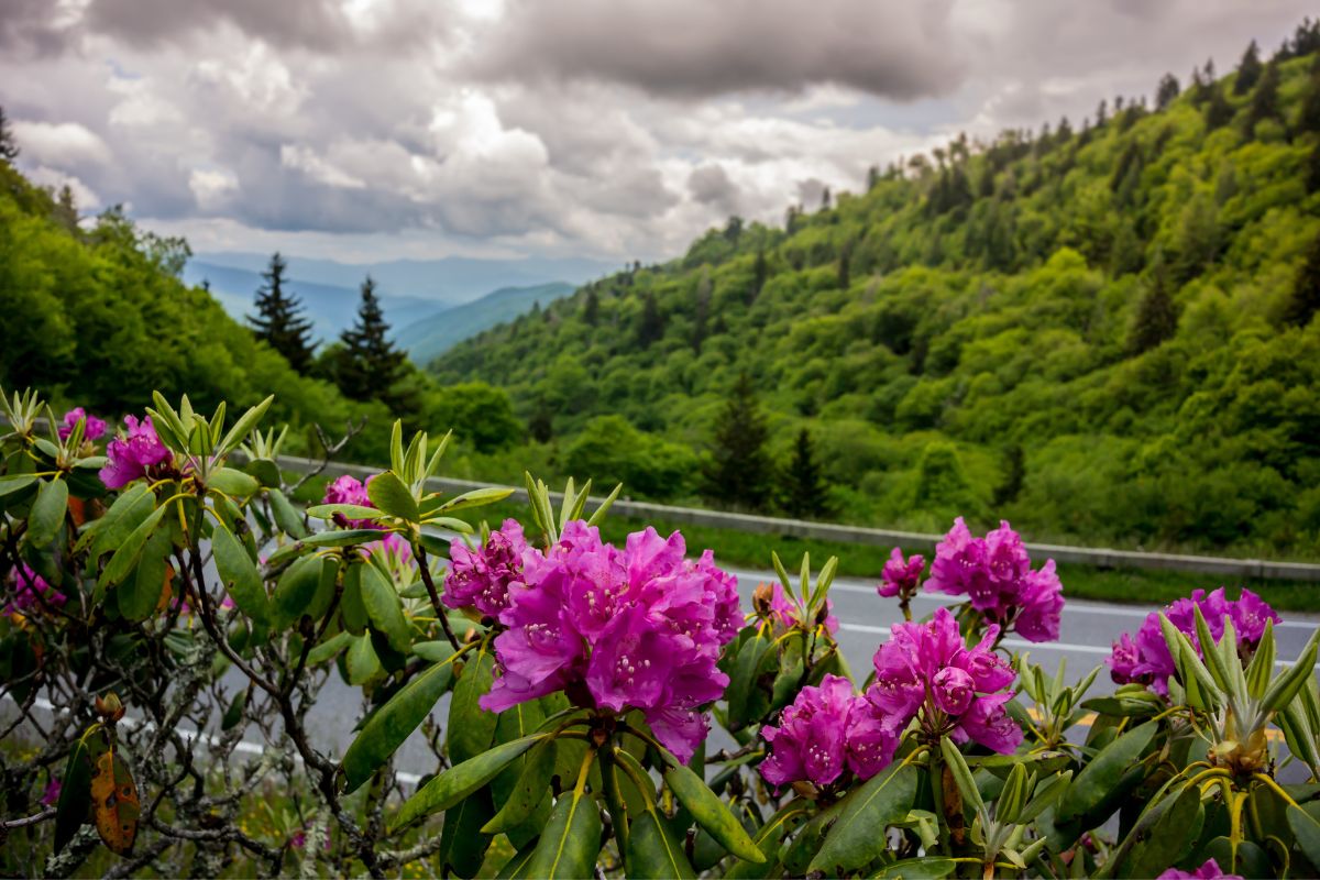 Vibrant pink rhododendron spring flora and fauna on lush green mountains and cloudy skies background in the smoky mountains