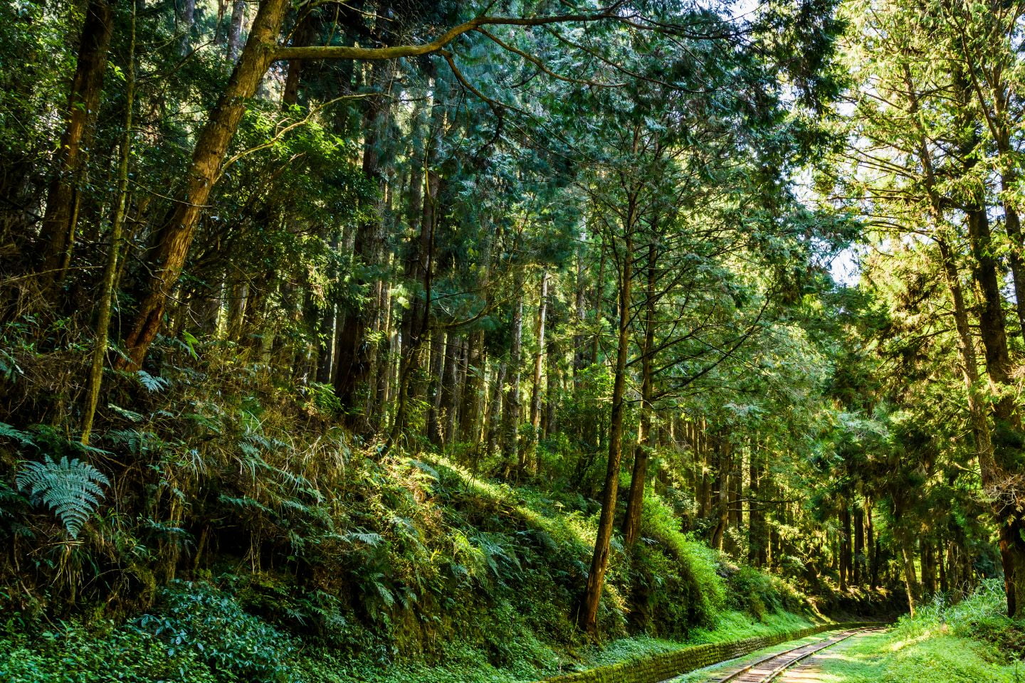 A scenic forest pathway surrounded by tall, dense trees under sunlight, casting shadows on the ground and leading to local attractions.