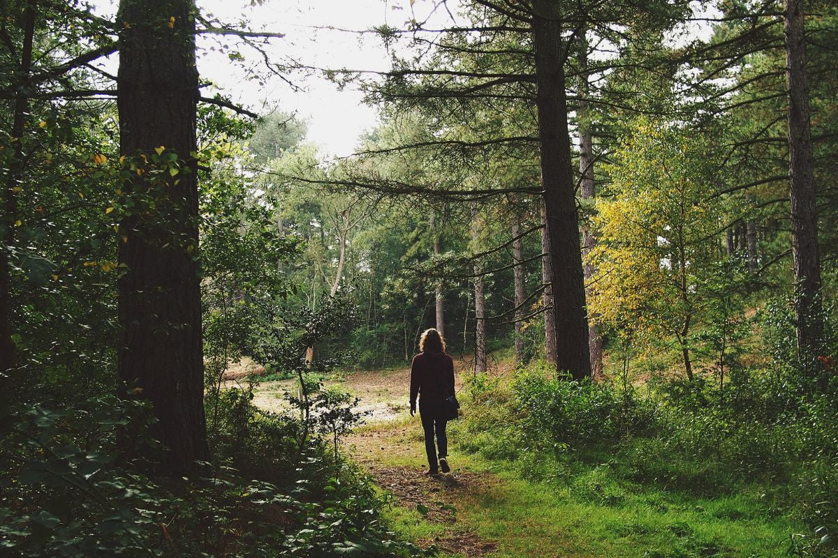 A person practicing the art of mindful walking alone on a dirt path through a lush, sunlit forest with tall trees on both sides.