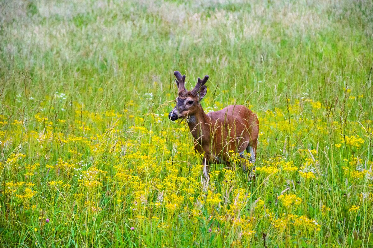 A young deer with budding antlers standing in a lush meadow filled with spring flora and fauna.