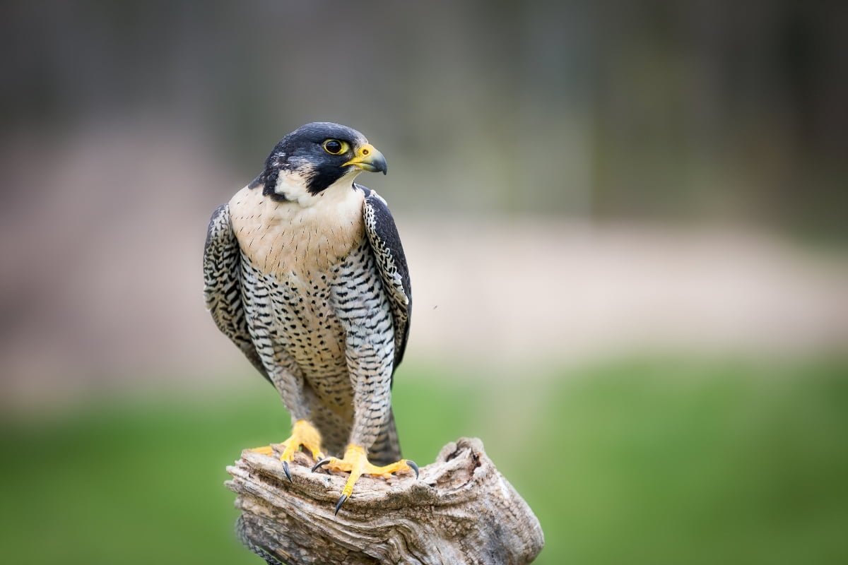 A peregrine falcon perched on a tree stump, displaying its distinctive black, white, and gray feathers and yellow beak and talons, a testament to successful wildlife conservation efforts.