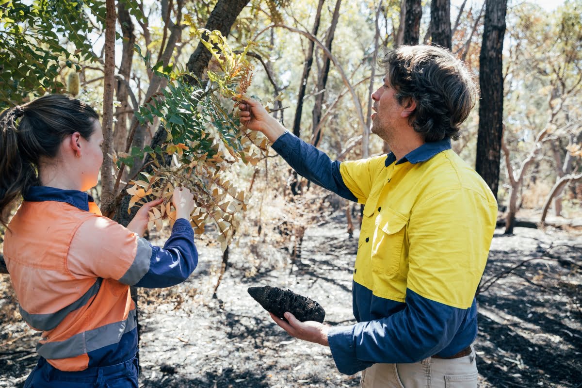 Two people in work uniforms examine a tree branch and soil sample in a forest with burned trees, contributing to wildlife conservation efforts.