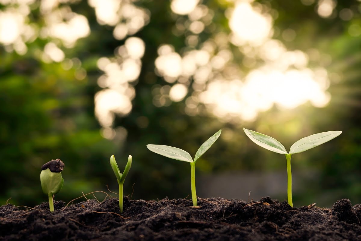 Four stages of plant growth are shown, from germination to the development of small leaves, in nutrient-rich soil with a blurred green background, highlighting the importance of wildlife conservation efforts.