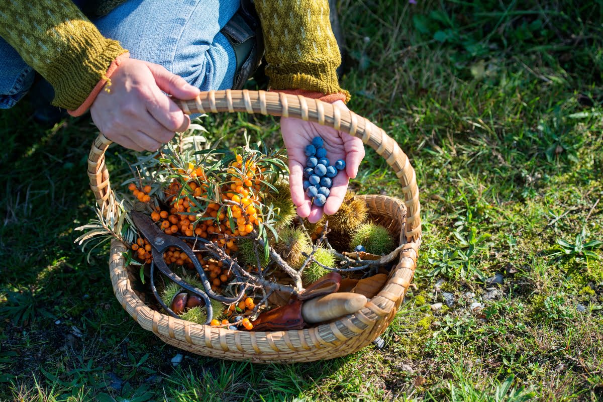 A person crouches on grass, holding blueberries in one hand above a wicker basket containing various foraged items, including sea buckthorn berries and chestnuts, ready to elevate their culinary experiences.