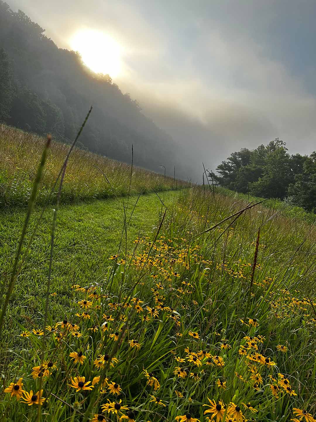 A grassy path bordered by yellow wildflowers leads through a field toward distant hills, perfect for a nature retreat, with the sun rising behind a misty sky reminiscent of the Basecamp Smoky Mountains.